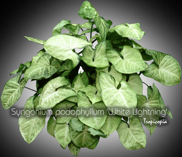 Suspendue - Syngonium podophyllum White Lightnin - Patte d'oie - African evergreen, Arrowhead vine, Goosefoot plant